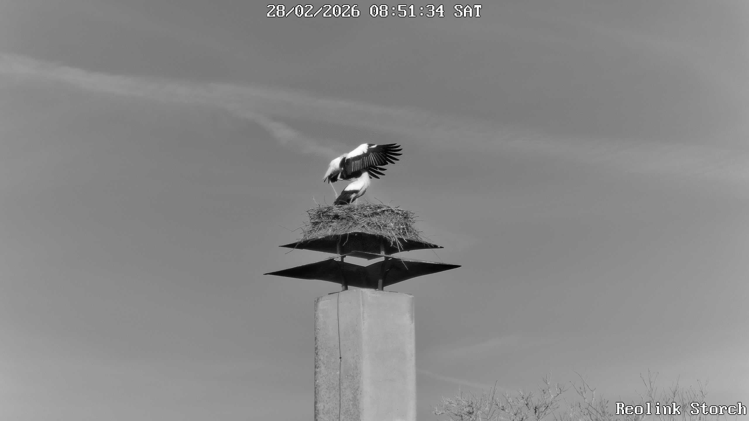Storchencam Bild